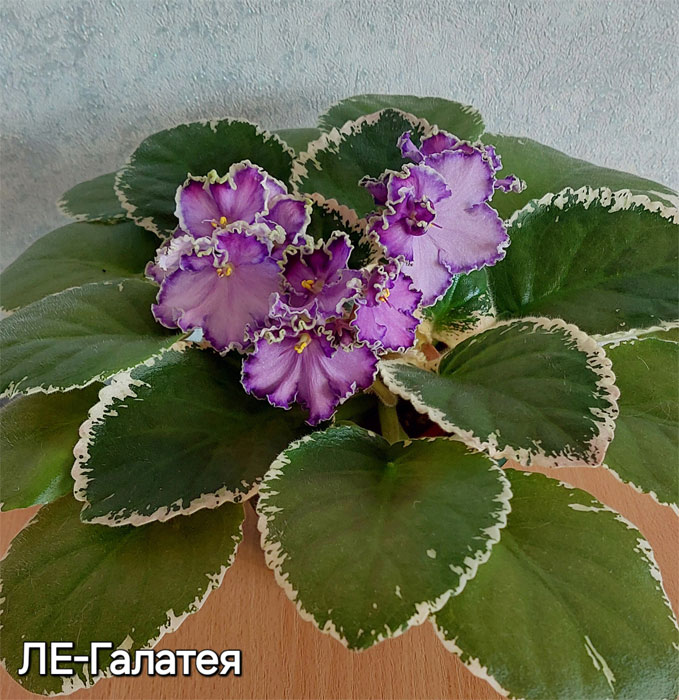 ле-галатея.jpg