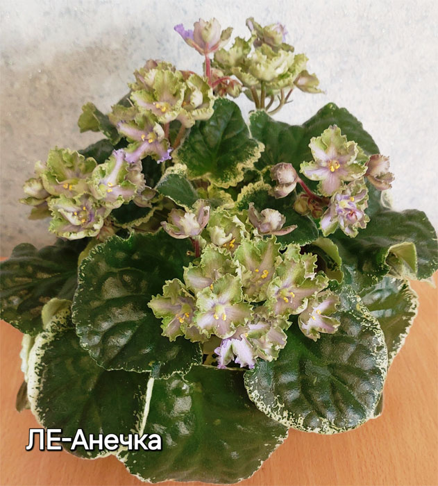 ле-анечка.jpg