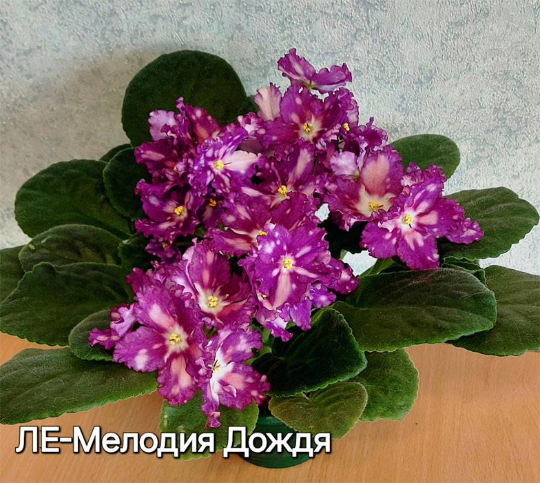 ле-мелодия-дождя.jpg