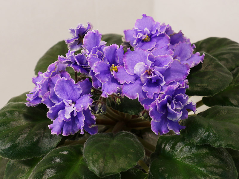 ПТ-Океан Желаний