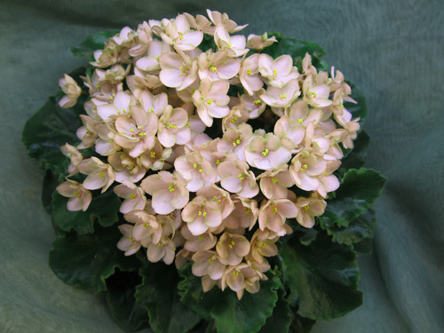полумини Emerald Pink