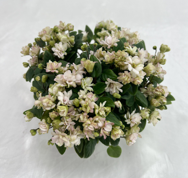 Pink Mint (S.Sorano) / колл. Н.Старостенко