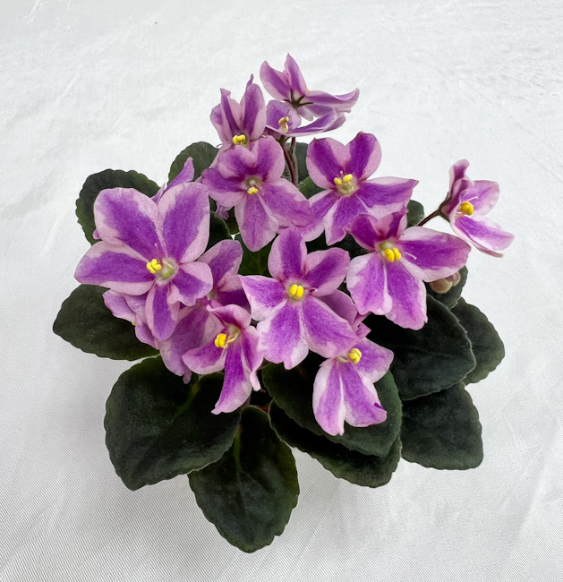 Humako Amanda (Humako) / колл. Н.Старостенко