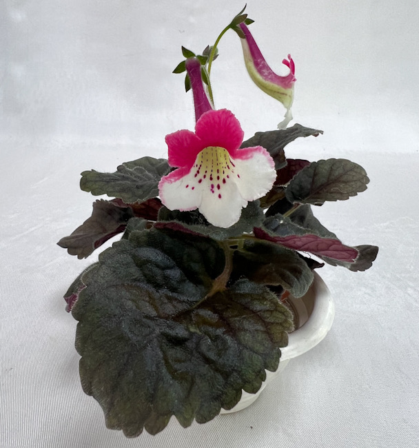 Минисиннингия Белль-Утренний Рассвет (С.Кириченко) / колл. Н.Старостенко