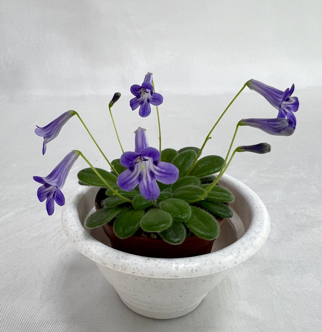 Primulina petrocosmeoides / колл. Н.Старостенко