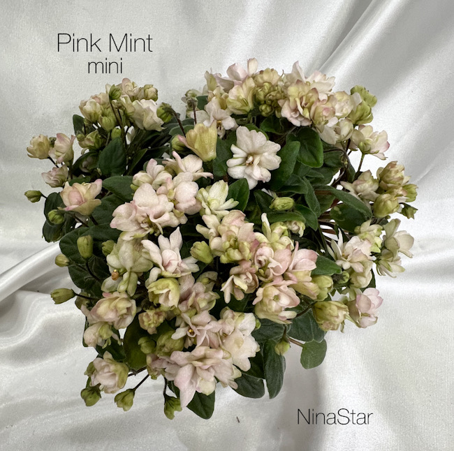 Pink Mint mini