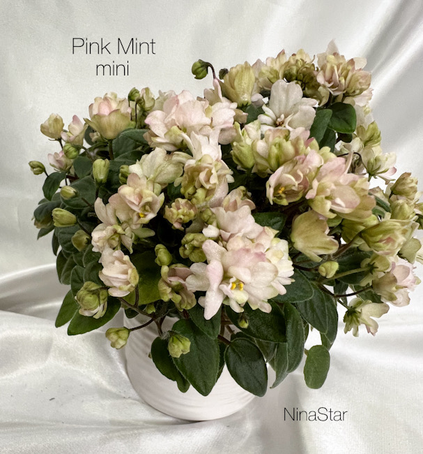Pink Mint mini
