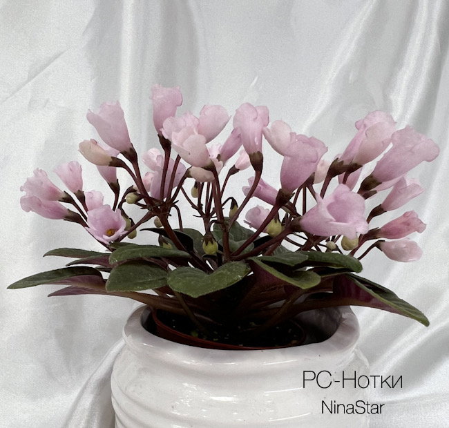 PC-Нотки