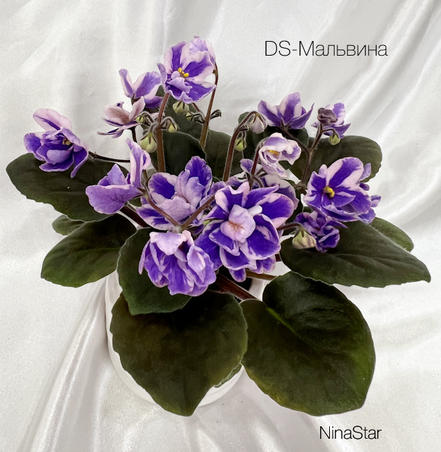 DS-Мальвина
