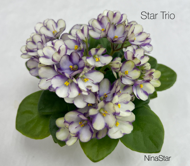 Star Trio