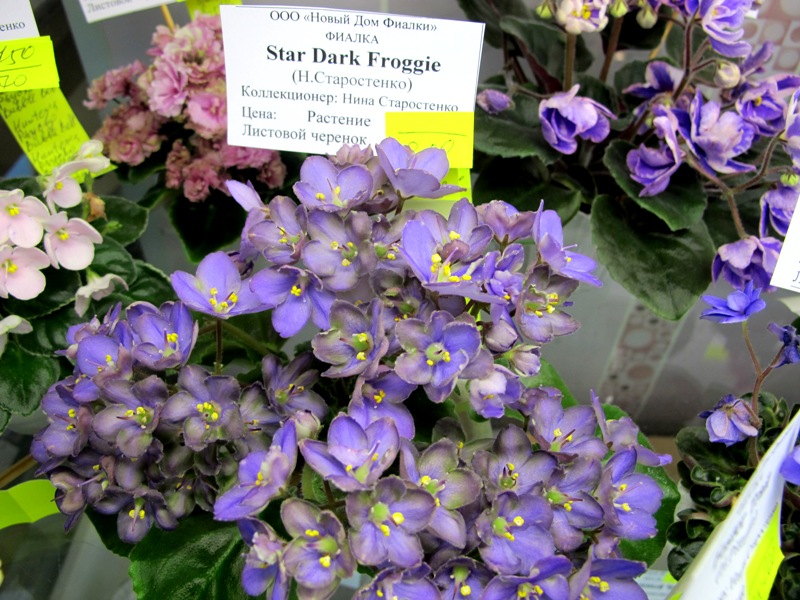 Star Dark Froggie (Кол. Старостенко).JPG