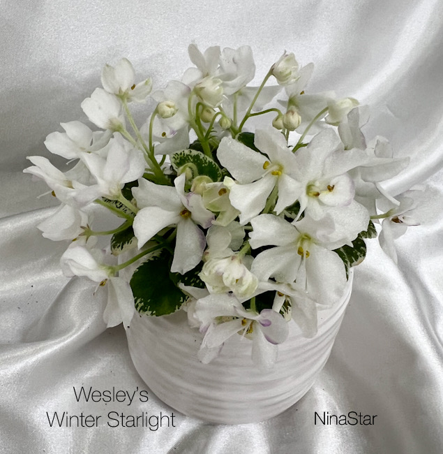 Wesley’s Winter Starlight