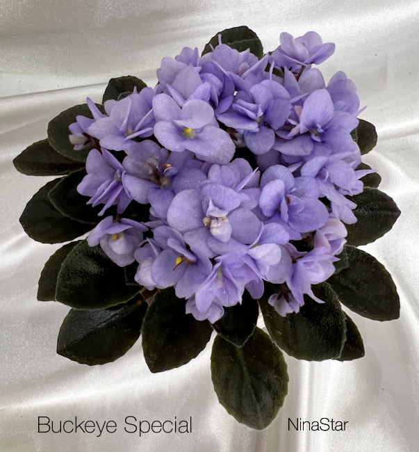 Buckeye Special