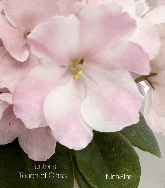 Hunter’s Touch of Class