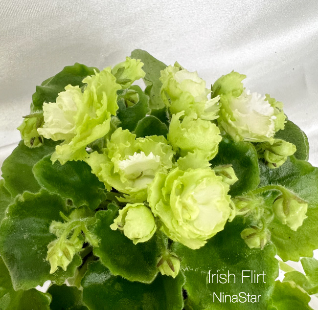 Irish Flirt