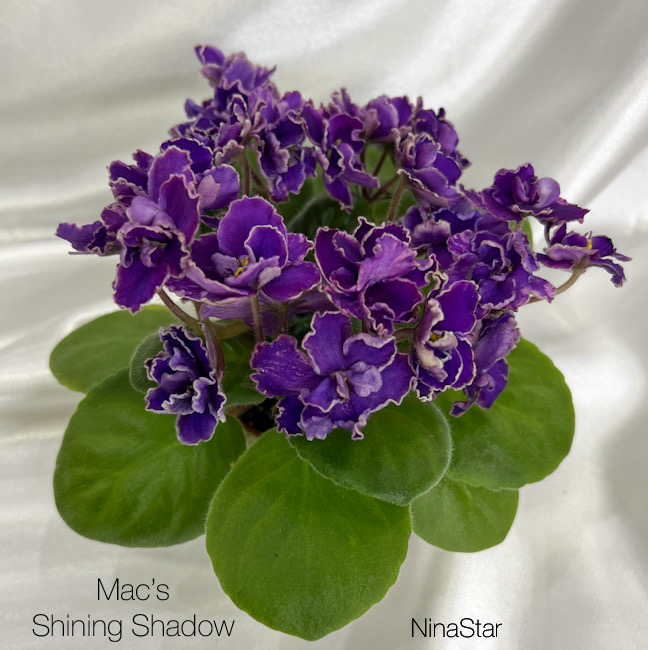 Mac’s Shining Shadow