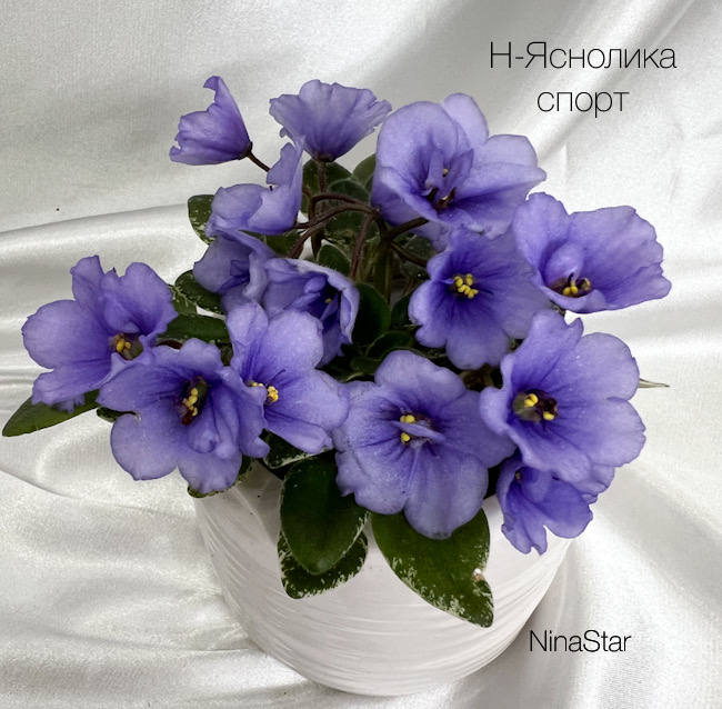 Н-Яснолика спорт
