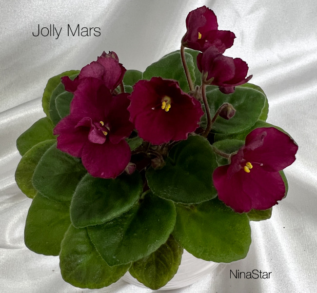 Jolly Mars