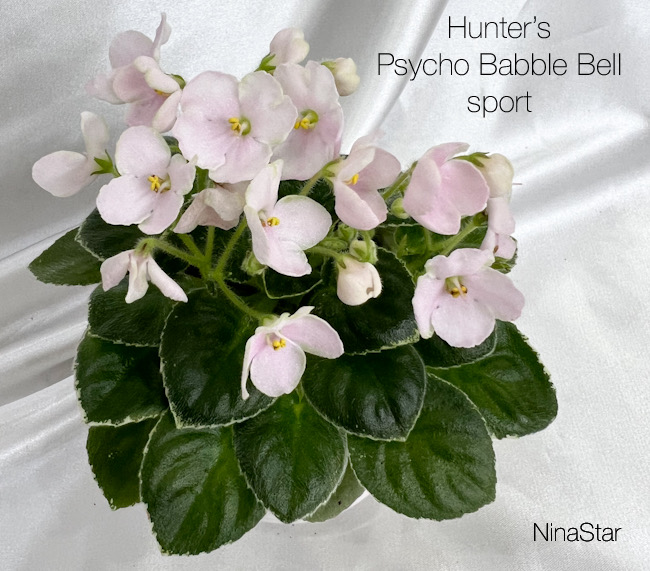 Hunter’s Psycho Babble Bell sport
