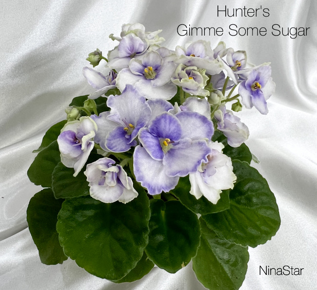 Hunter's Gimme Some Sugar