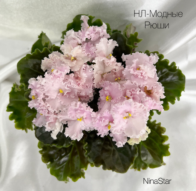 НЛ-Модные Рюши