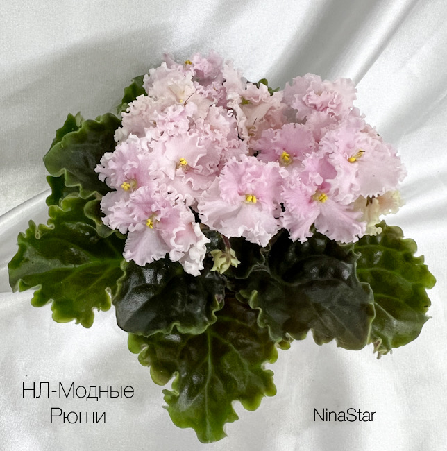НЛ-Модные Рюши