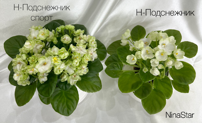 Н-Подснежник спорт и сорт