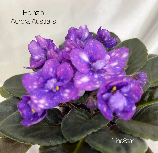 Heinz's Aurora Australis
