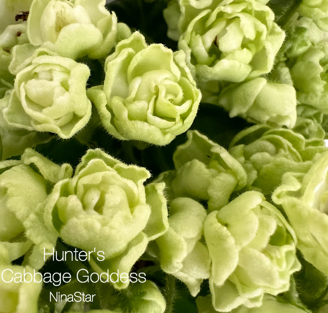 Hunter's Cabbage Goddess