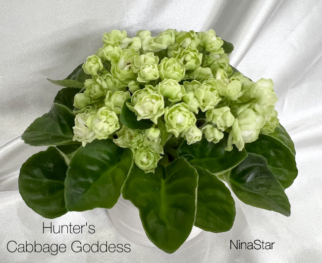 Hunter's Cabbage Goddess