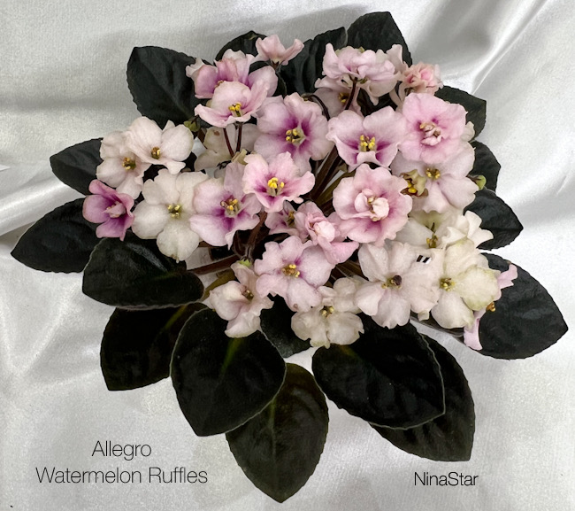 Allegro Watermelon Ruffles