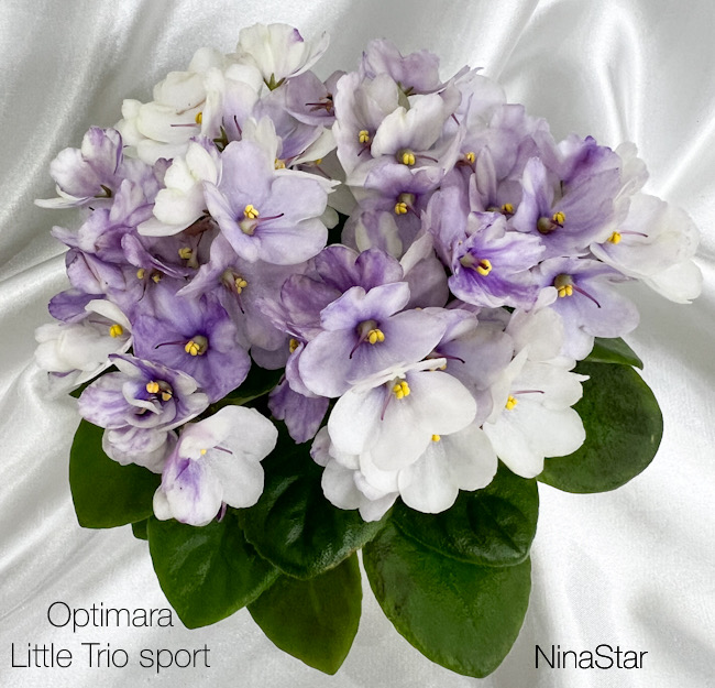 Optimara Little Trio sport