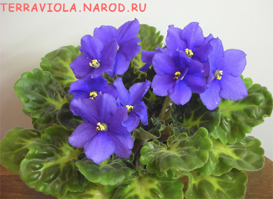 Kentucky Blue Bonnet. Обладает не только прекрасными чисто-синими цветами, но и густой сочной гел-листвой
