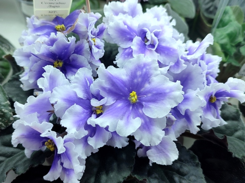 Плессер МТ-Созвездие Лира.jpg