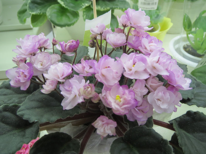 Ness'Satin Rose_Тюрина.jpg