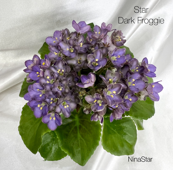 Star Dark Froggie