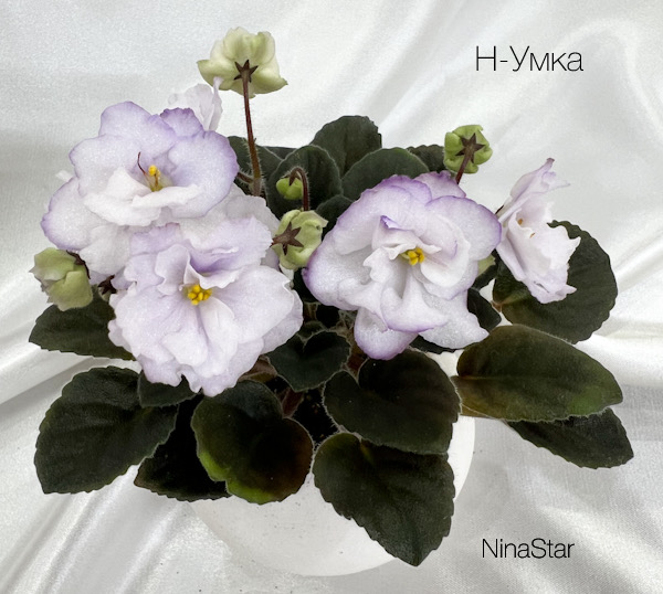 Н-Умка