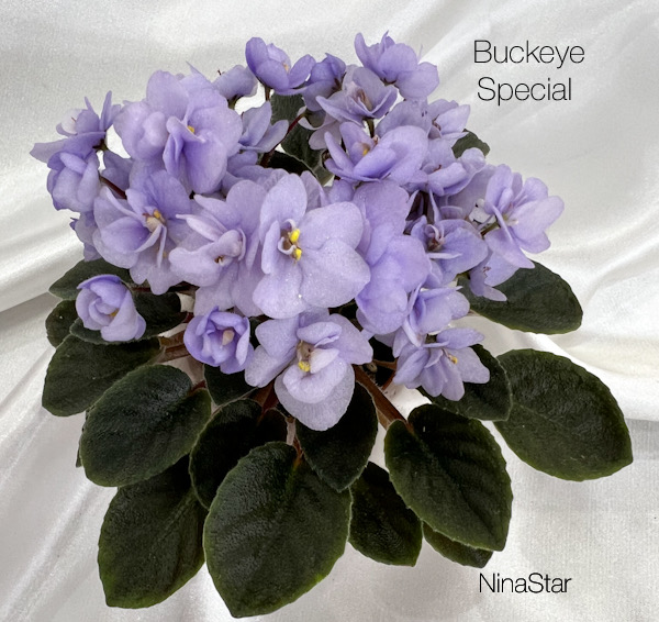 Buckeye Special