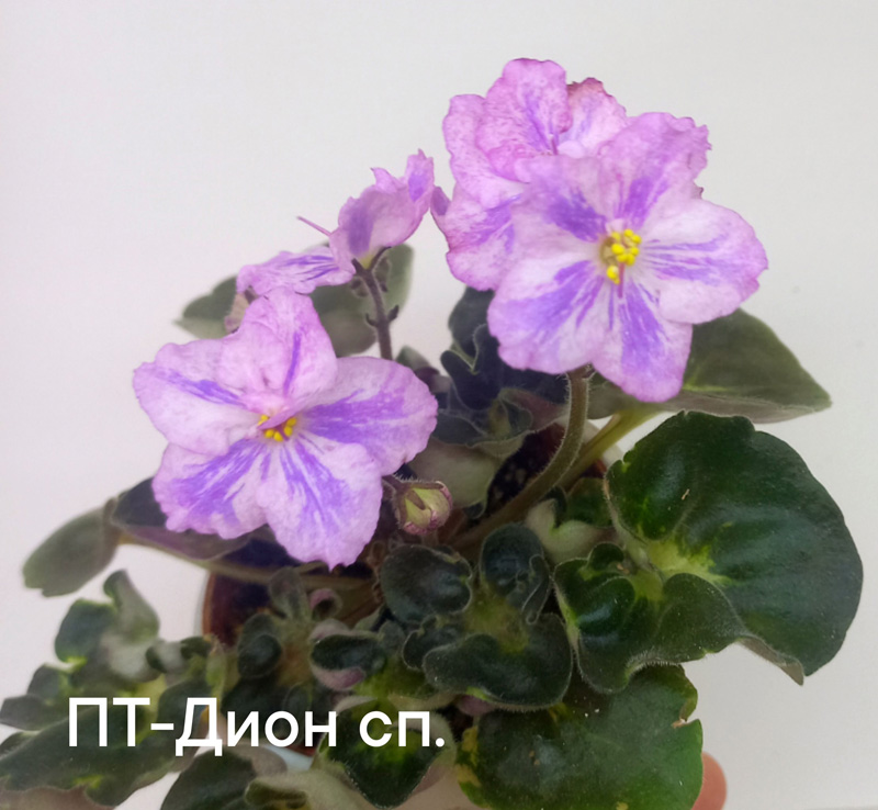 zoZuapACUPQ.jpg