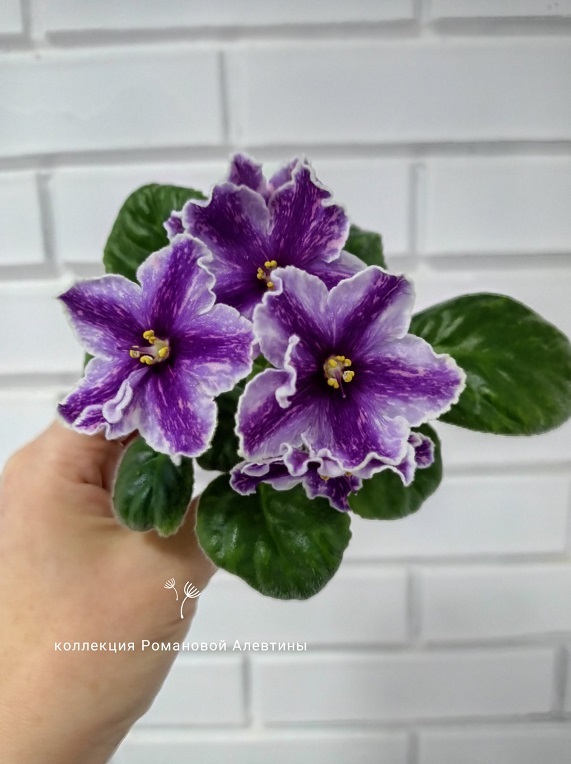 изображение_viber_2024-10-03_12-08-40-364.jpg