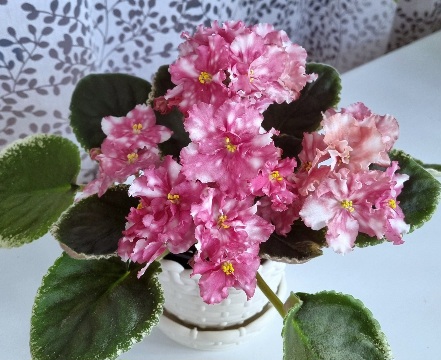 МИС- Коралловые Бусы.