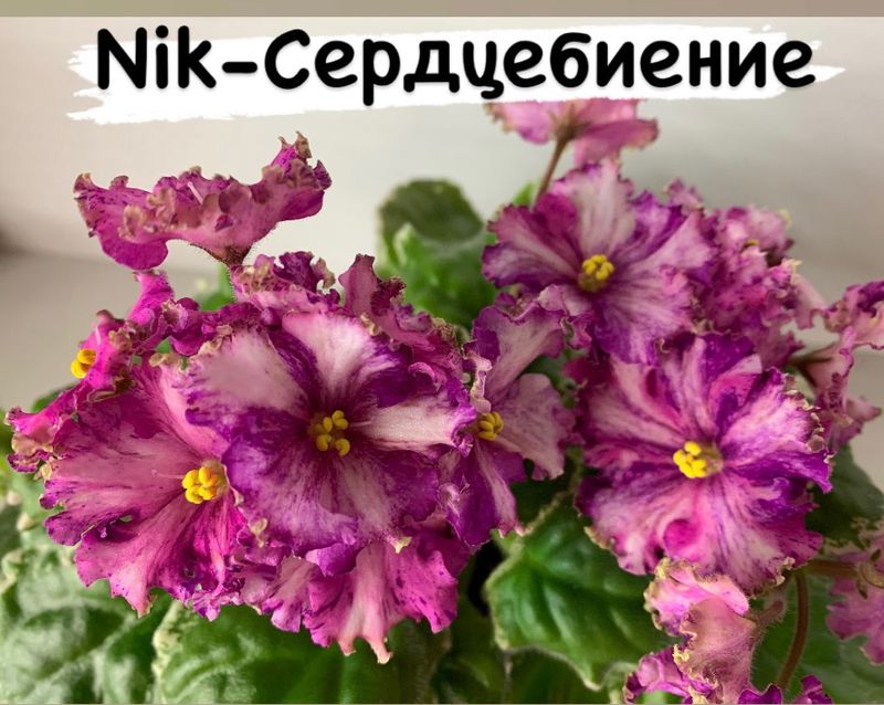 сердцебиение-0_800x638.jpg
