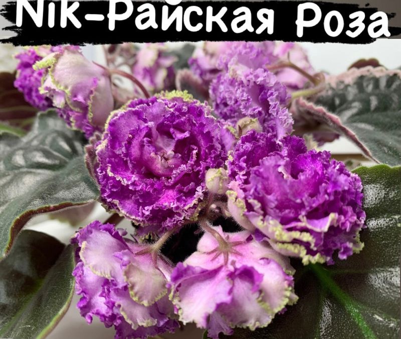 райская роза-00_800x675.jpg