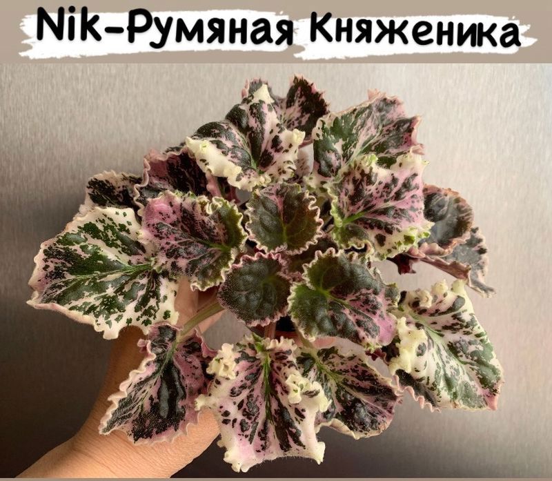 румяная княженика-7_800x697_800x697.jpg