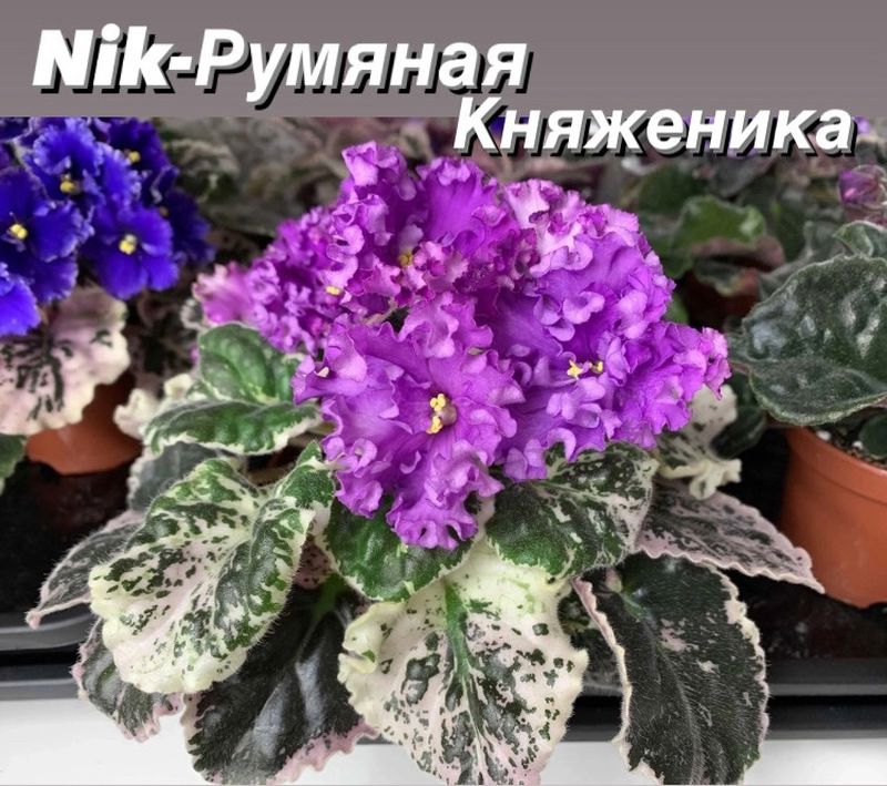 румяная княженика-2_800x709.jpg