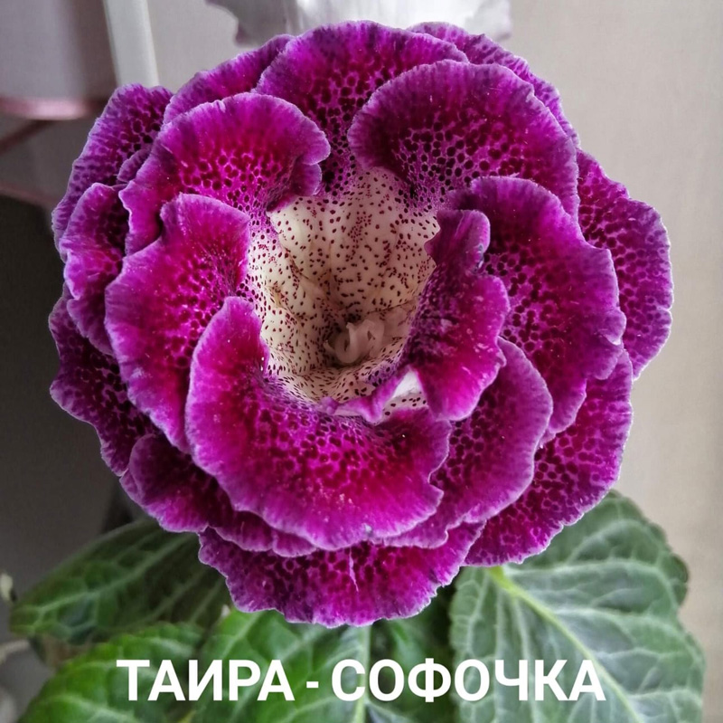 ТАИРА Софочка.jpg