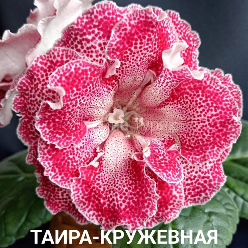 ТАИРА Кружевная.jpg