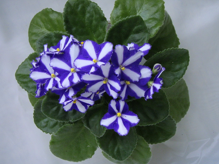 P3100237б.jpg
