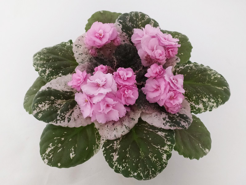 Rose Bouquet.jpg