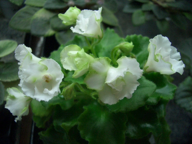 CIMG0408.JPG